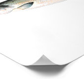 Poster de pêche - Poisson Saumon Atlantique (Coin)