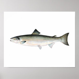 Poster de pêche - Poisson Saumon Atlantique