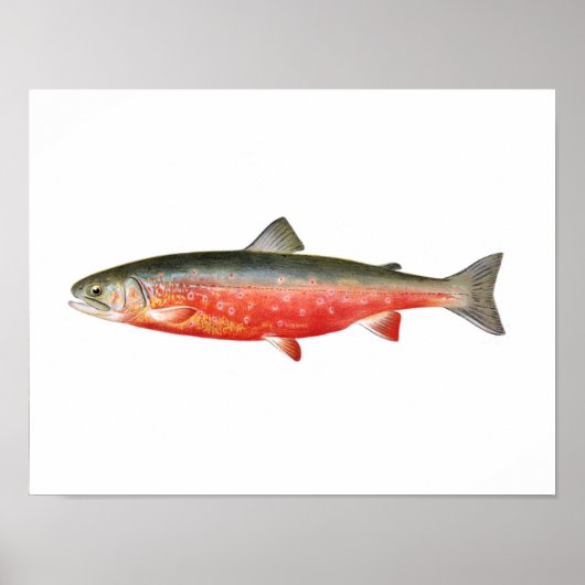 Poster de pêche - Sunapee Truite Poisson (Devant)