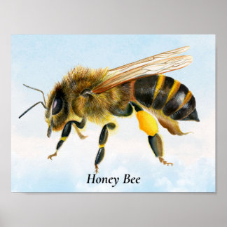 Poster de peinture à l'aquarelle de l'abeille de m