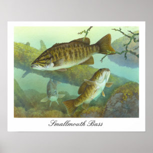 Poster de peinture basse de Smallmouth