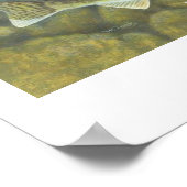 Poster de peinture de Walleye (Coin)
