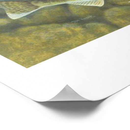 Poster de peinture de Walleye (Coin)