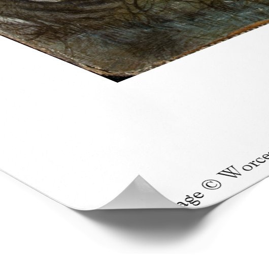 Poster de peinture hollandaise (Coin)