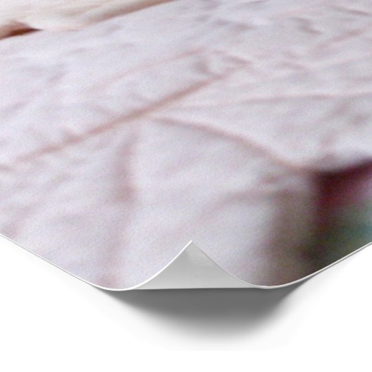 Poster de Pékin Tom (Coin)