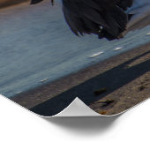 Poster de Pélican (Coin)