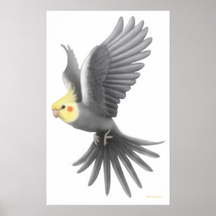 Poster de perroquet volant Cockatiel