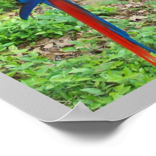 Poster de perroquets (Coin)