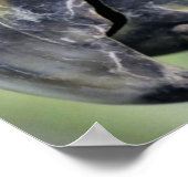 Poster de perroquets colorés (Coin)