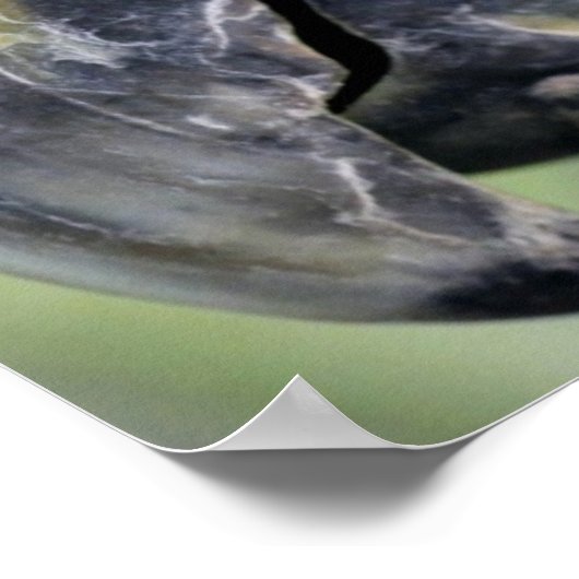 Poster de perroquets colorés (Coin)