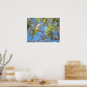 Poster de perroquets de quaker vert (Cuisine)