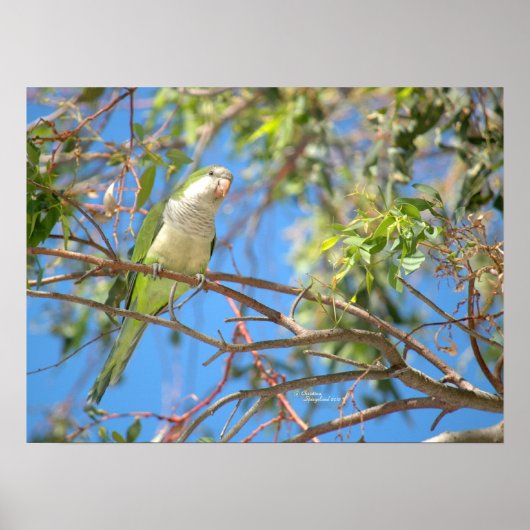 Poster de perroquets de quaker vert (Devant)