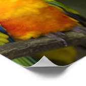 Poster de perroquets Sun Conure (Coin)