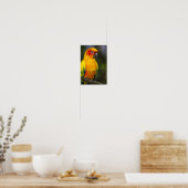 Poster de perroquets Sun Conure (Cuisine)
