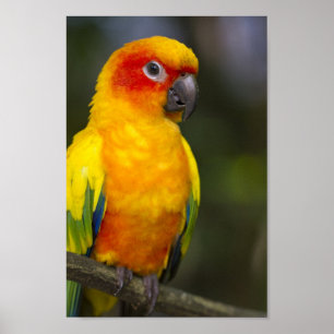 Poster de perroquets Sun Conure