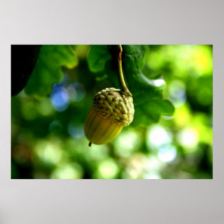 Poster De petits glands poussent de puissants chênes