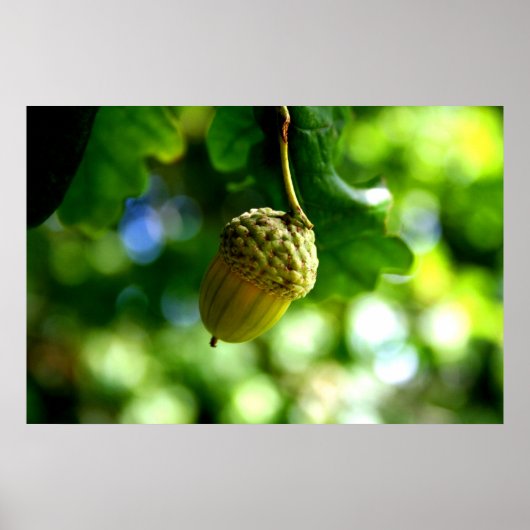 Poster De petits glands poussent de puissants chênes (Devant)