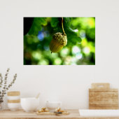 Poster De petits glands poussent de puissants chênes (Cuisine)