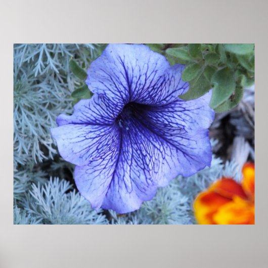 Poster de Petunia violet (Devant)