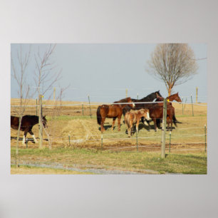 Poster de photos de chevaux de ferme