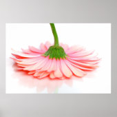 Poster de photos rose Gerbera Daisy (Devant)