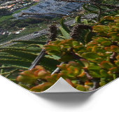 Poster de Pico dos Barcelos II (Coin)