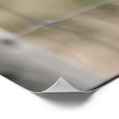 Poster de Pigeon Post (Coin)