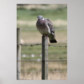 Poster de Pigeon Post (Devant)