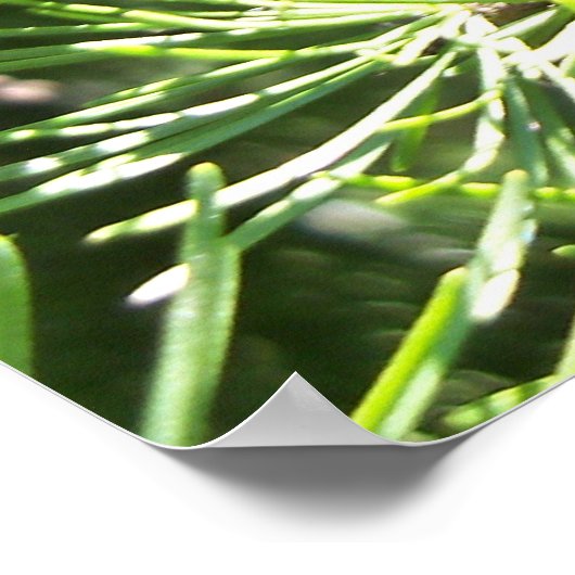 Poster de Pine Cones (Coin)