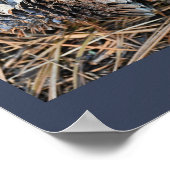 Poster de Pinecones (Coin)