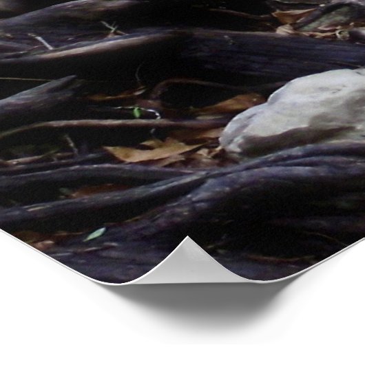 Poster de pirogues (Coin)