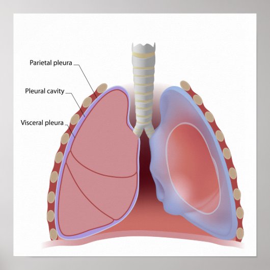 Poster de pléura pulmonaire et de cavité pleurale (Devant)