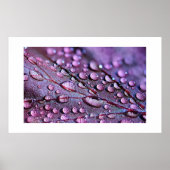Poster de pluie violette (Devant)