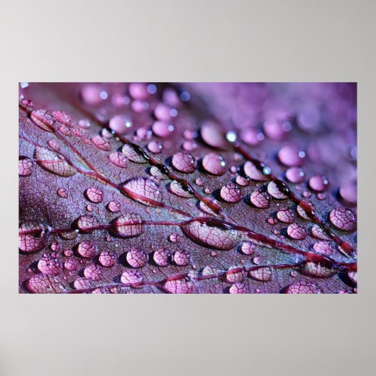 Poster de pluie violette (Devant)