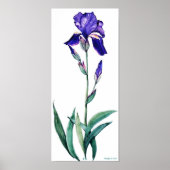 Poster de PMACarlson Elegant Iris (Devant)