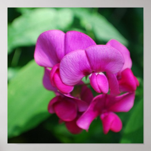 Poster de pois doux (Devant)