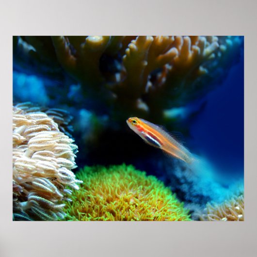 Poster de poisson (Devant)