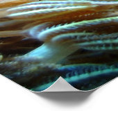 Poster de poisson (Coin)