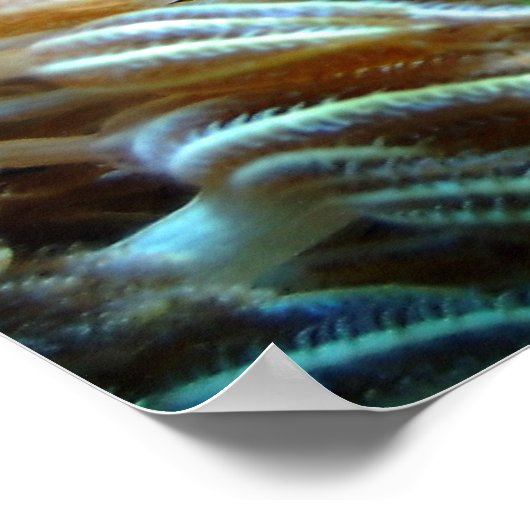 Poster de poisson (Coin)