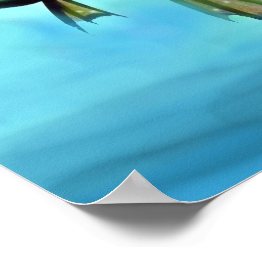 Poster de poisson (Coin)