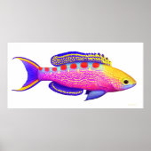 Poster de poisson Anthias Reef tacheté Jaune (Devant)