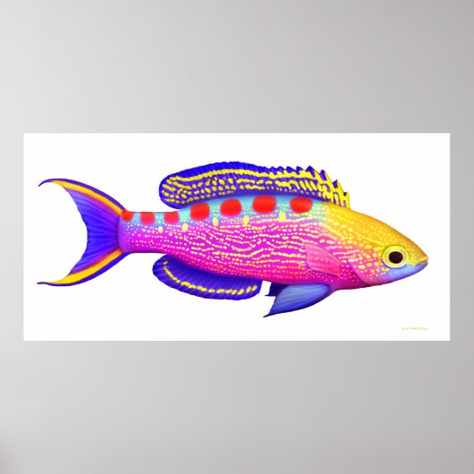 Poster de poisson Anthias Reef tacheté Jaune (Devant)