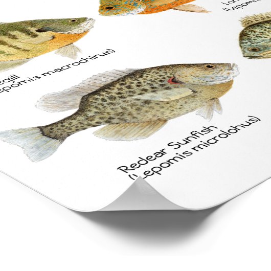 Poster de poisson blanc (Coin)