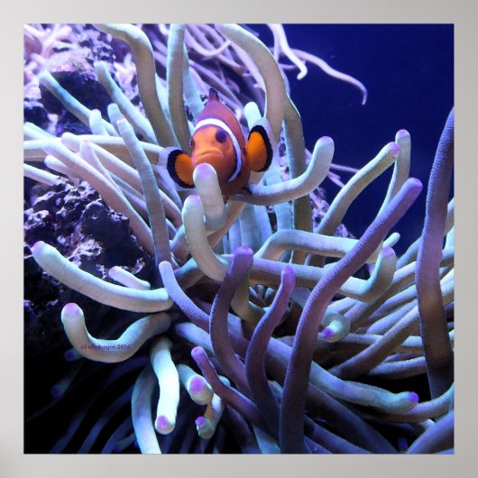 Poster de poisson clown Anemone (Devant)