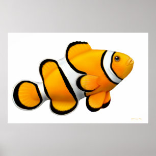 Poster de poisson clown Coral Reef Percula