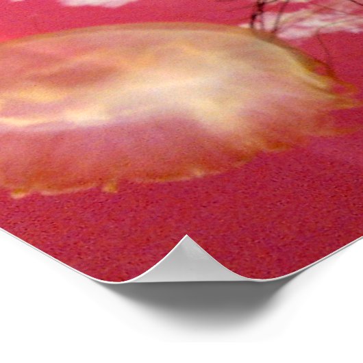 Poster de poisson de gelée (Coin)