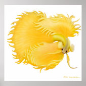 Poster de poisson Golden Betta (Devant)