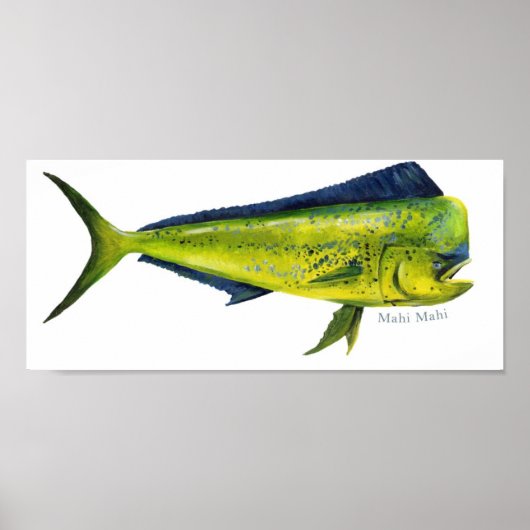 Poster de poisson Mahi-Mahi (Devant)