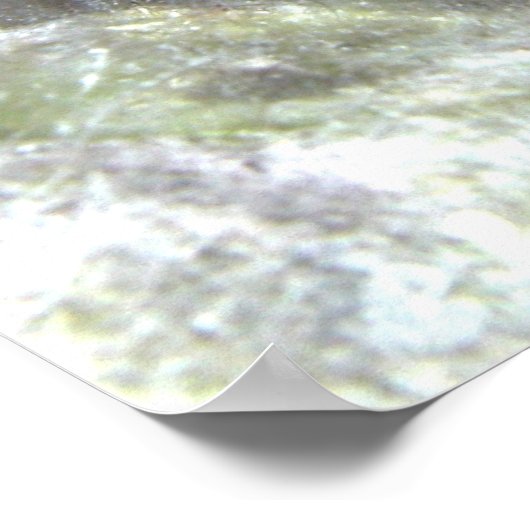 Poster de poisson mandarin (Coin)