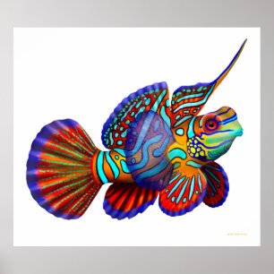 Poster de poisson Mandarin Dragonet Goby